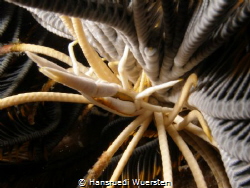 Crabs living in feather stars - Allogalathea babai by Hansruedi Wuersten 